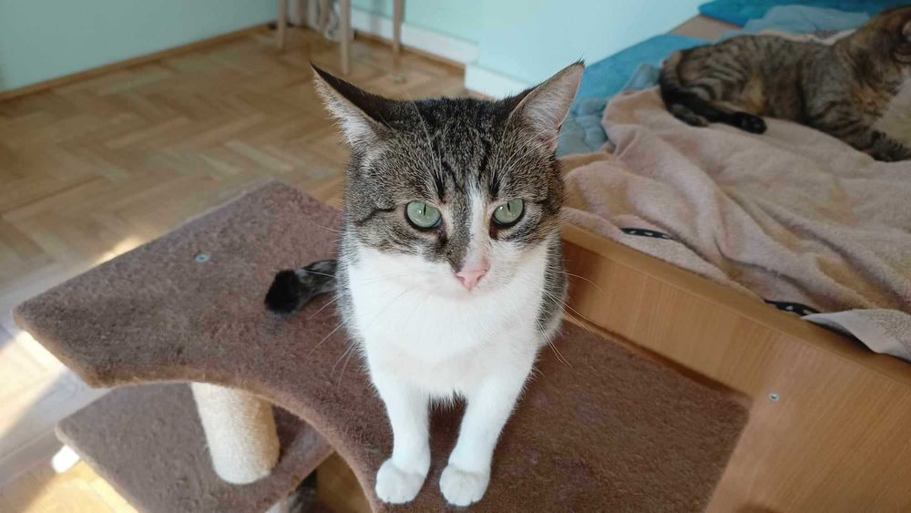 Adaś szuka kochającego domu!