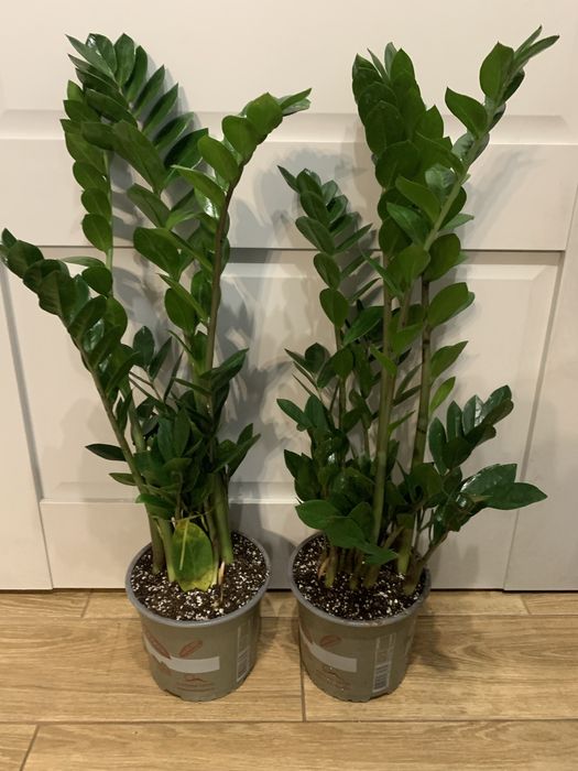 Заміокулькас  на подарок вис 90 мм