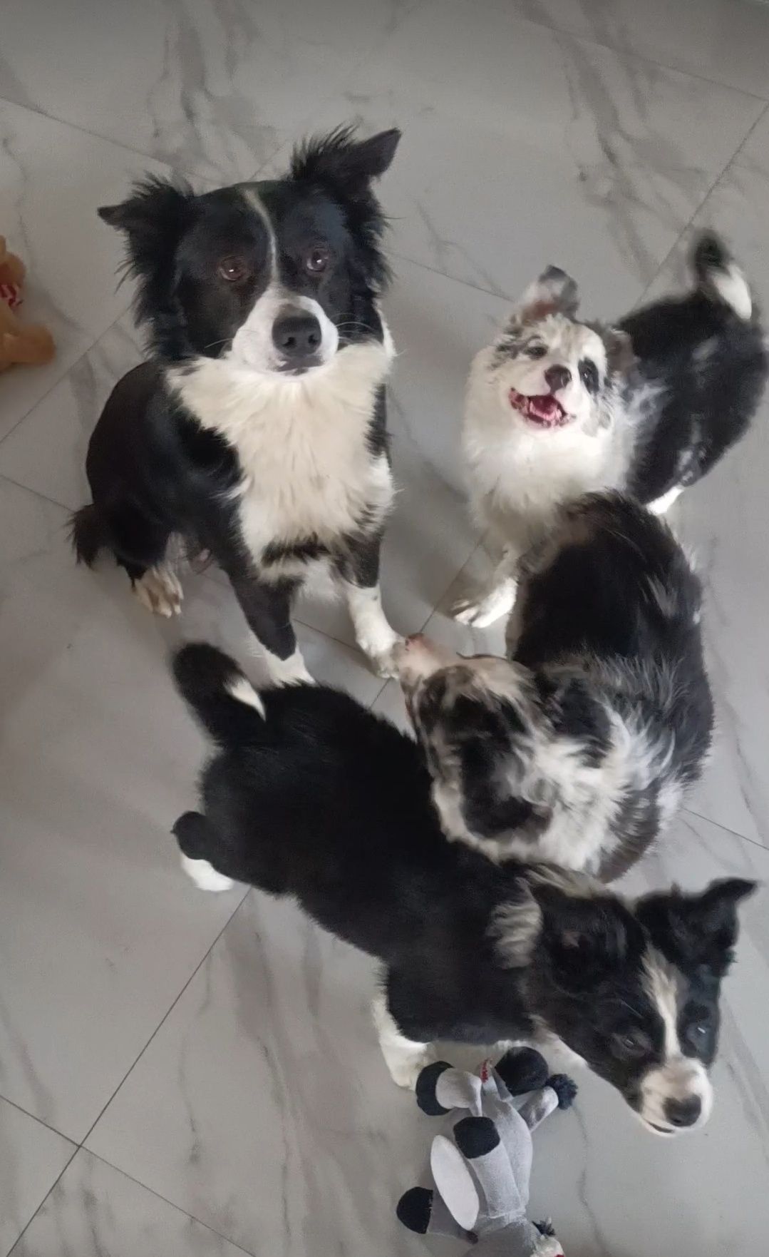 Suczka Border collie