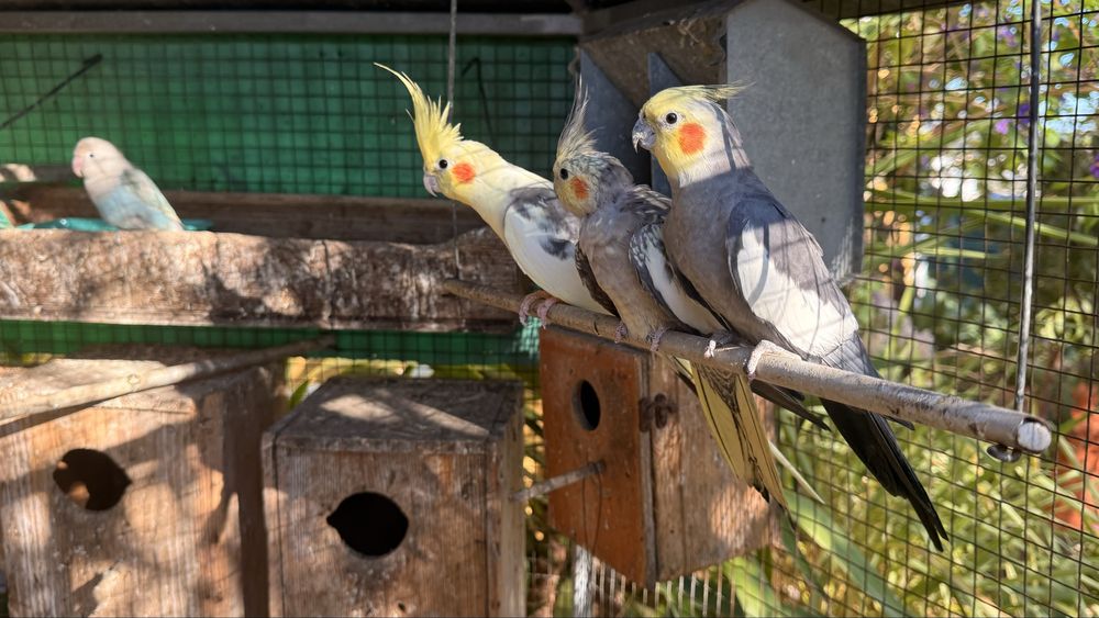 Agarponis Roseicollis(20)+ Periquitos (10)