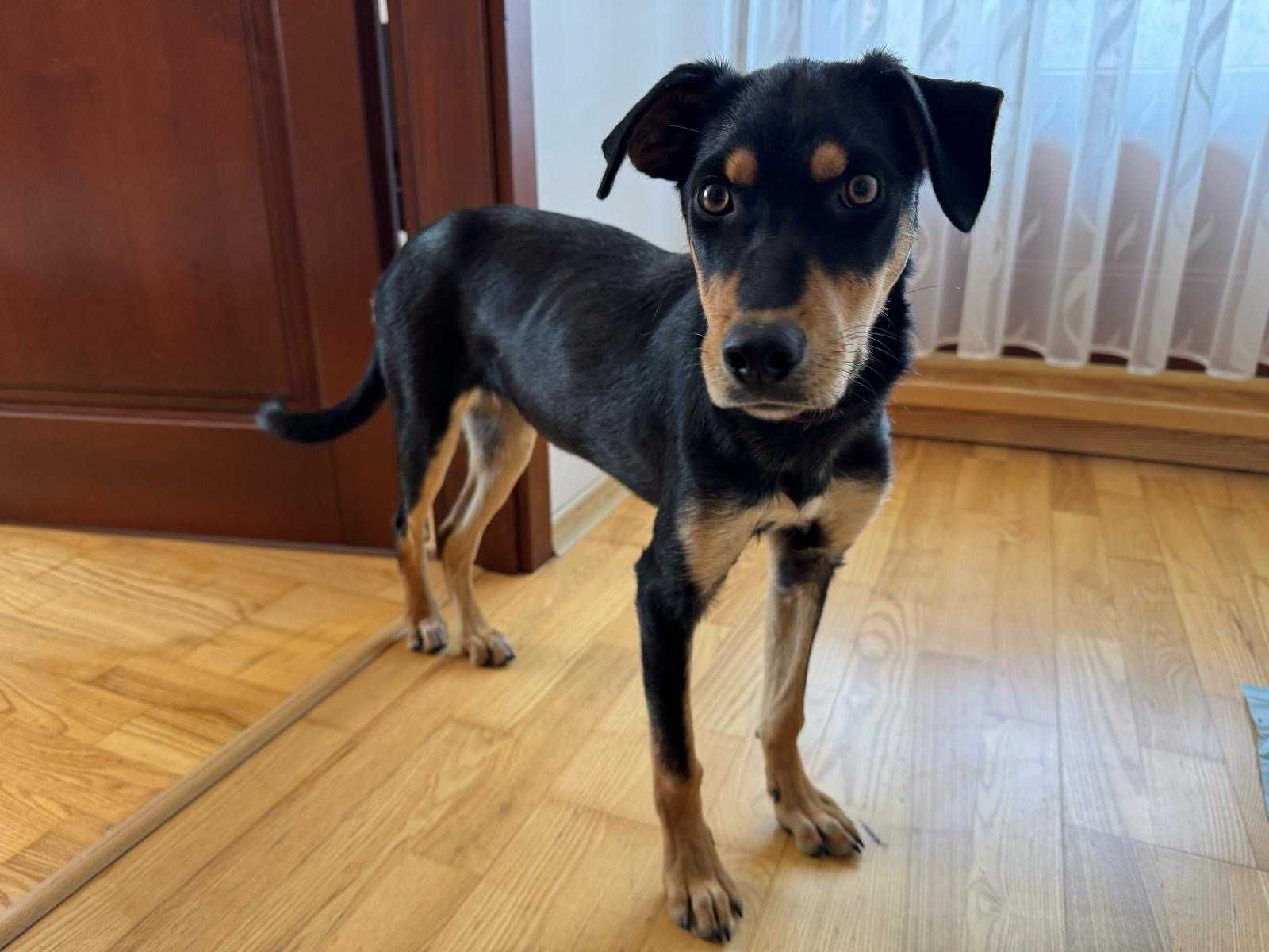 KATIA 10 mies. urocza sunia do adopcji