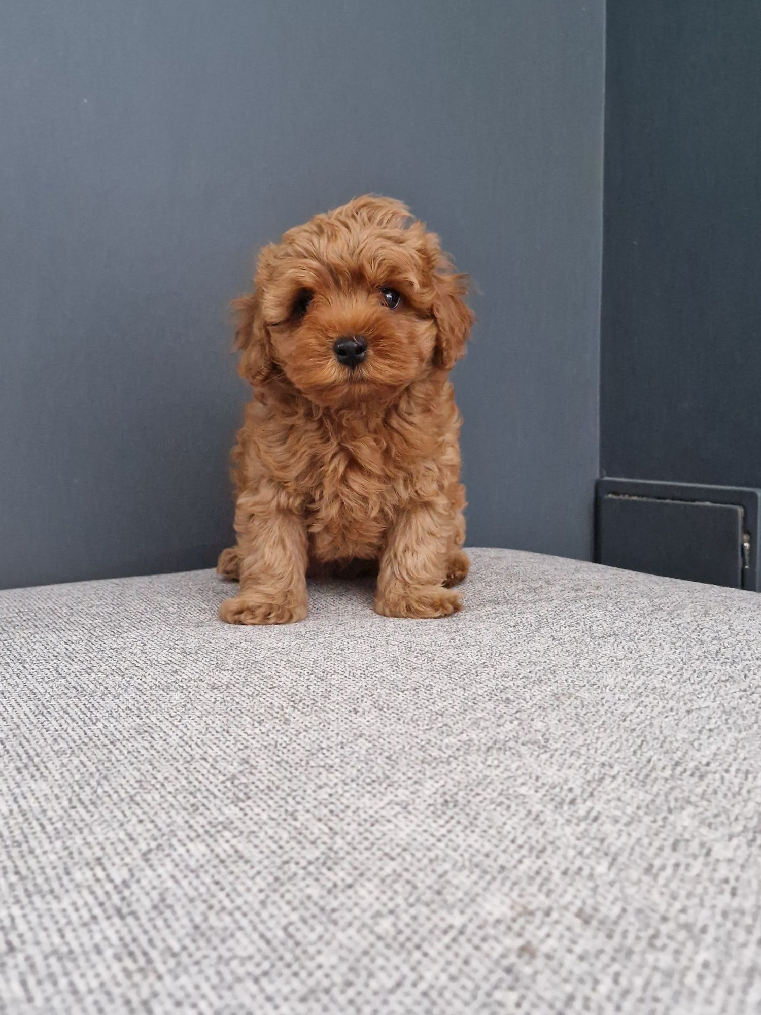 Maltipoo f1b Chłopiec xxs