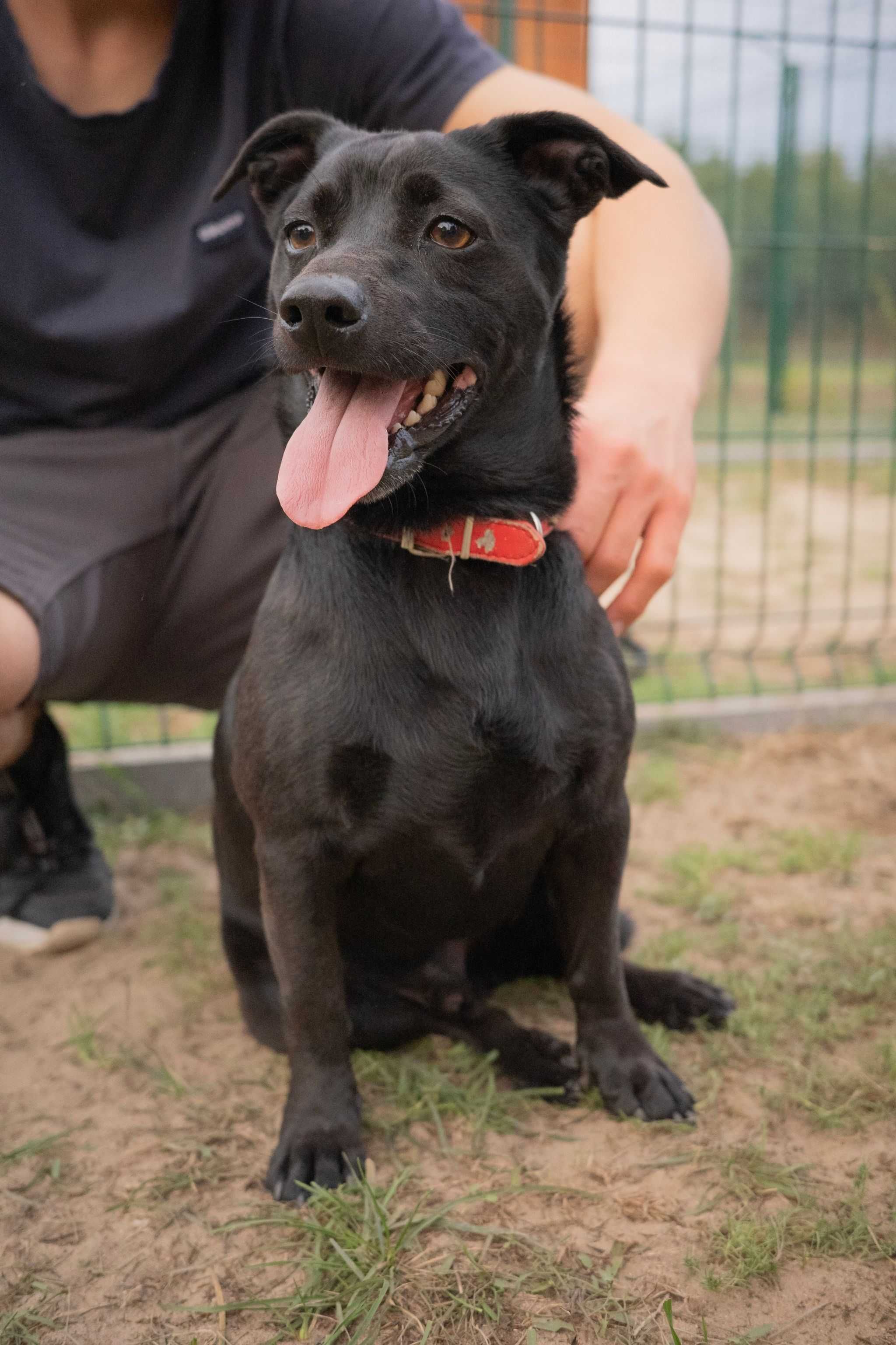 Riko szuka domu! Niewielki psiak do adopcji!