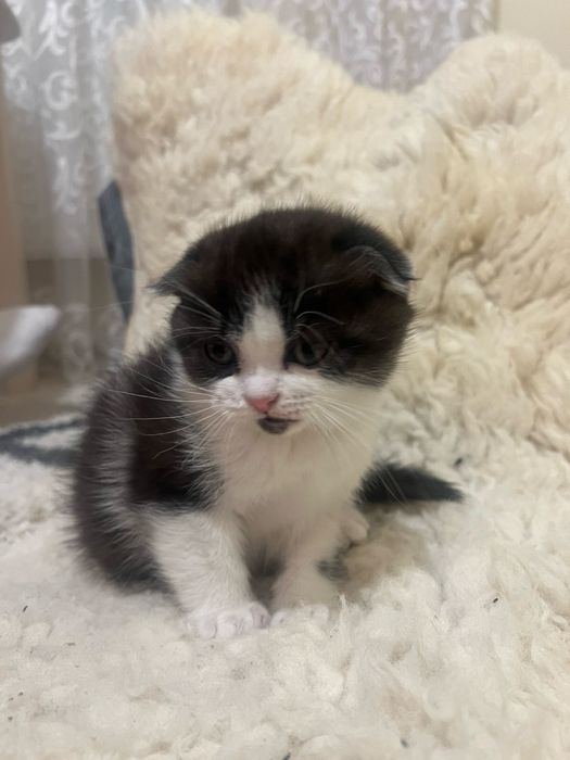 Висловуха виня клаповухе кошеня котятко - киця скоттіш фолд