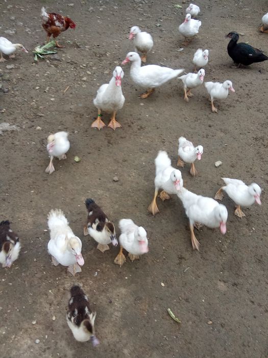 Індокачки різного віку