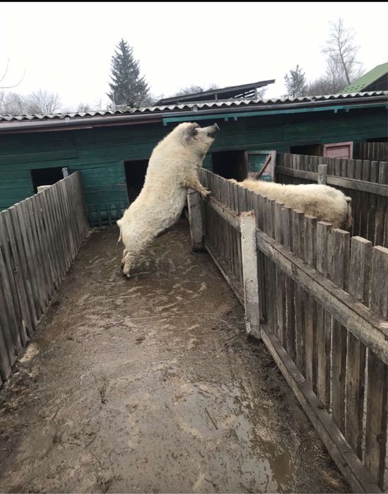 Продаються поросна свиня і кабан