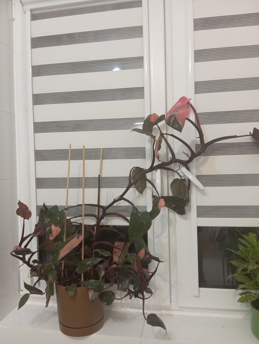 Filodendron czerwieniejący