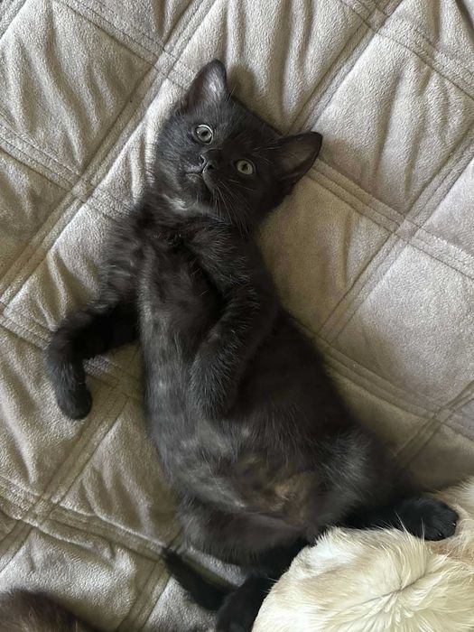 Кошеня в добрі руки, прилаштування, котик, киця,безкоштовно