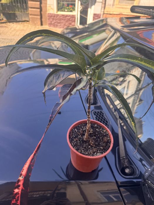 Кротон  , кодіеум Дредлок