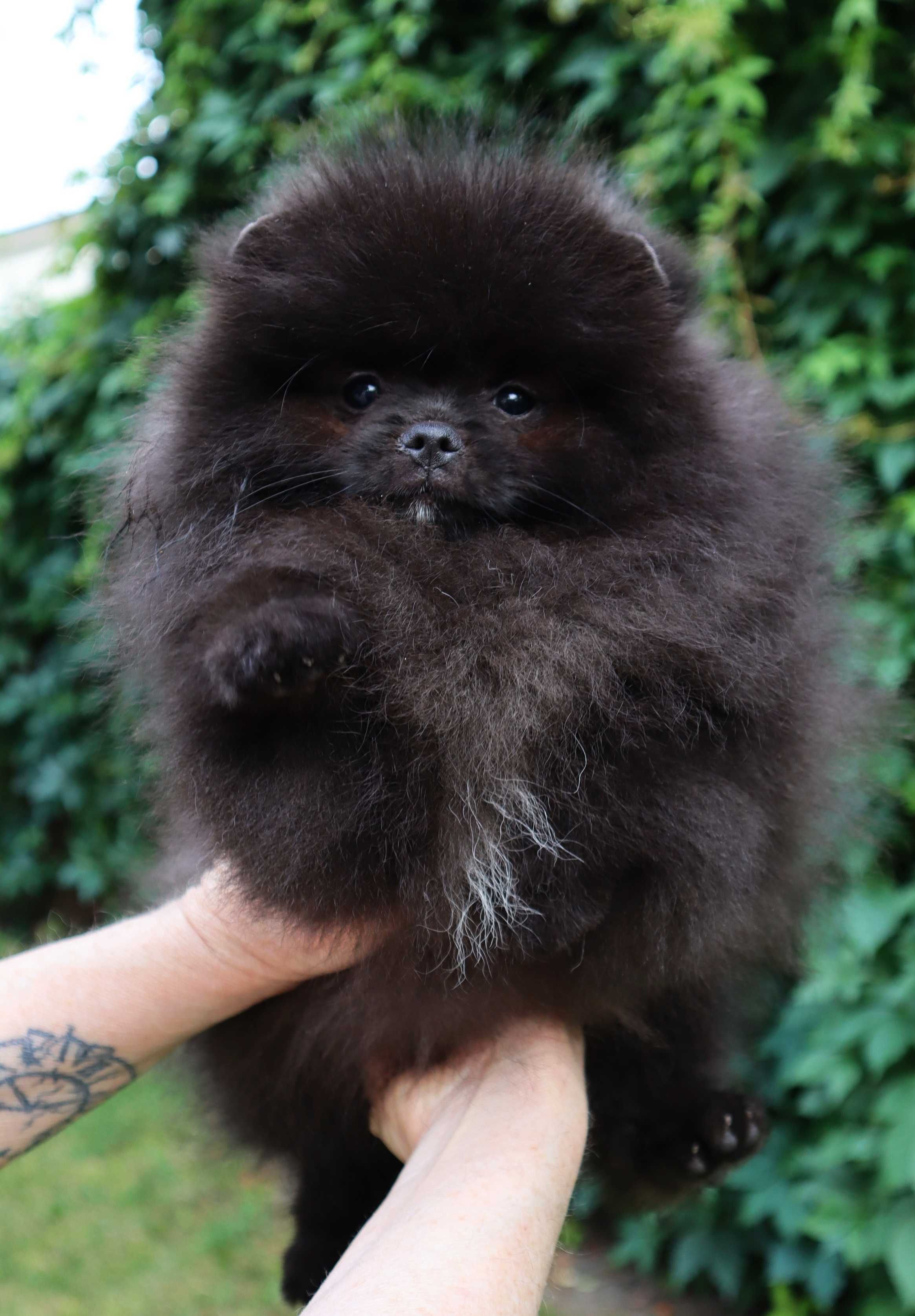 Chłopiec pomeranian