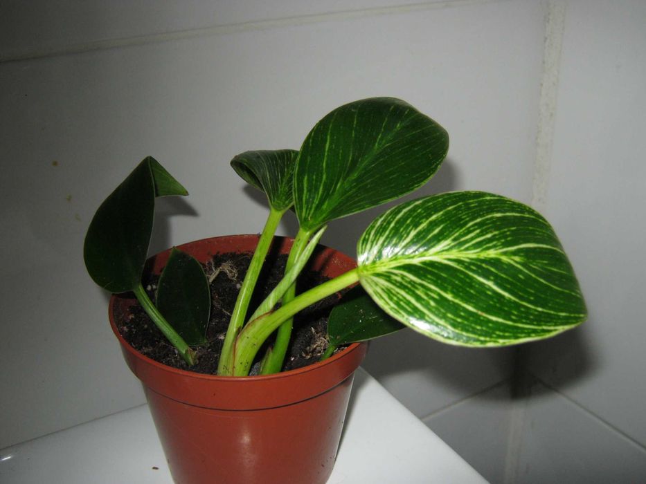 филодендрон разные сорта домашние деленки от 50грн