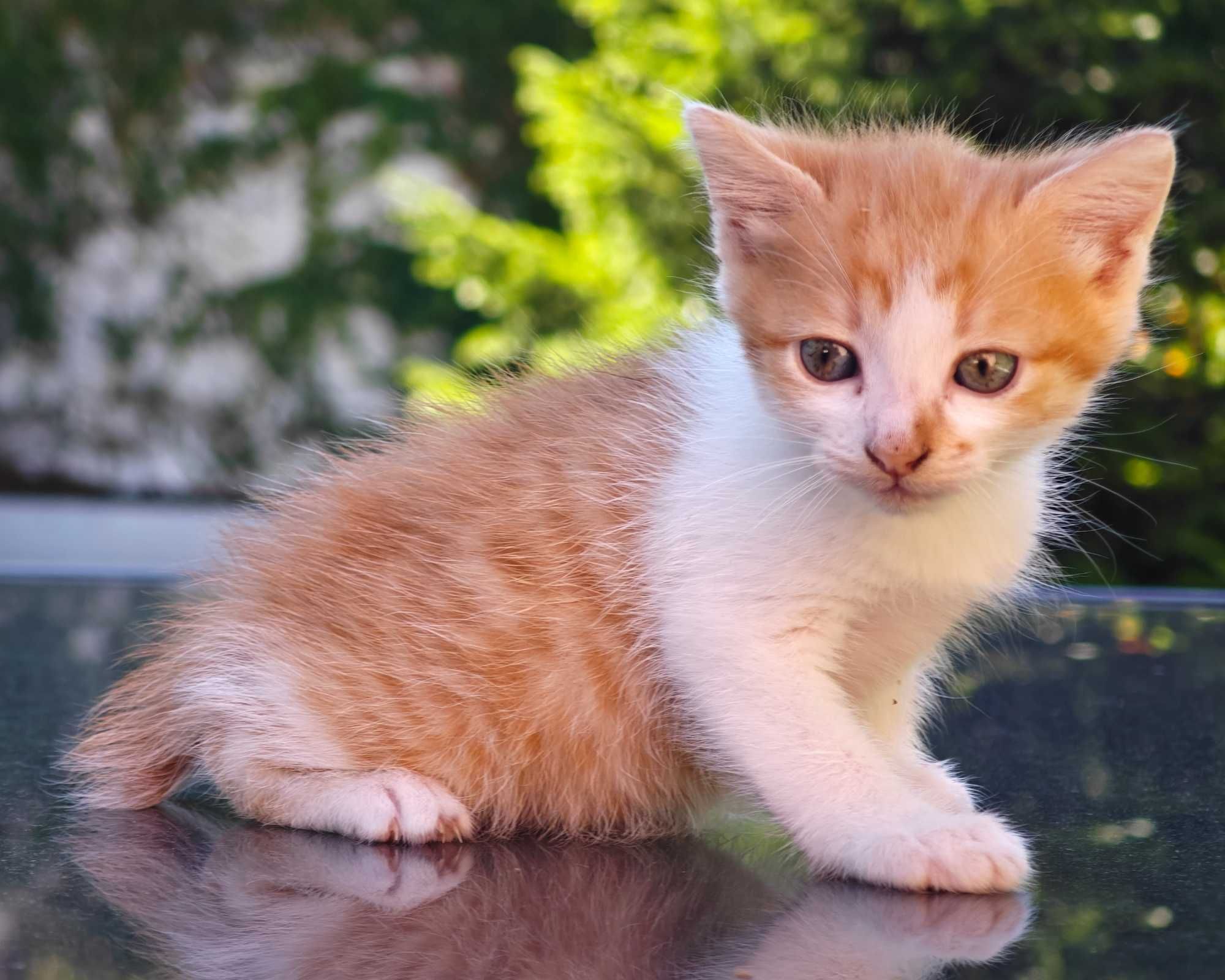 Gatinho para adoção responsável