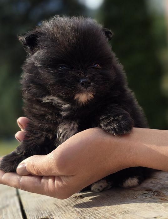 Pomeranian  Szpic miniaturowy