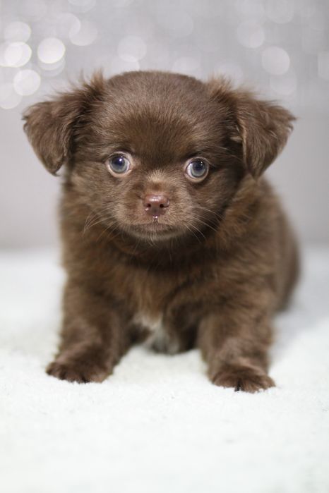 *** Chihuahua czekoladowa długowłosy**