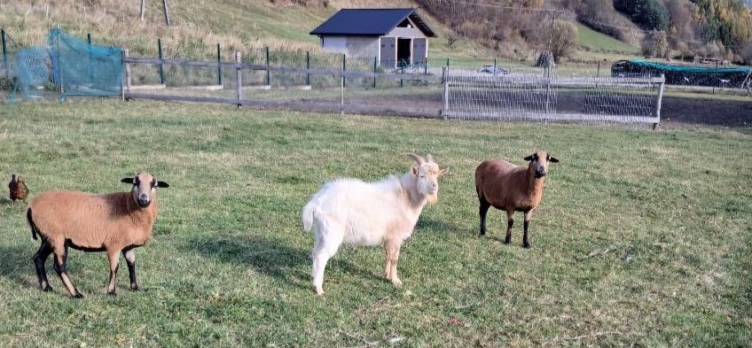 Sprzedam Owce Kamerunki