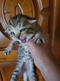 Scottish fold femea brown tabby