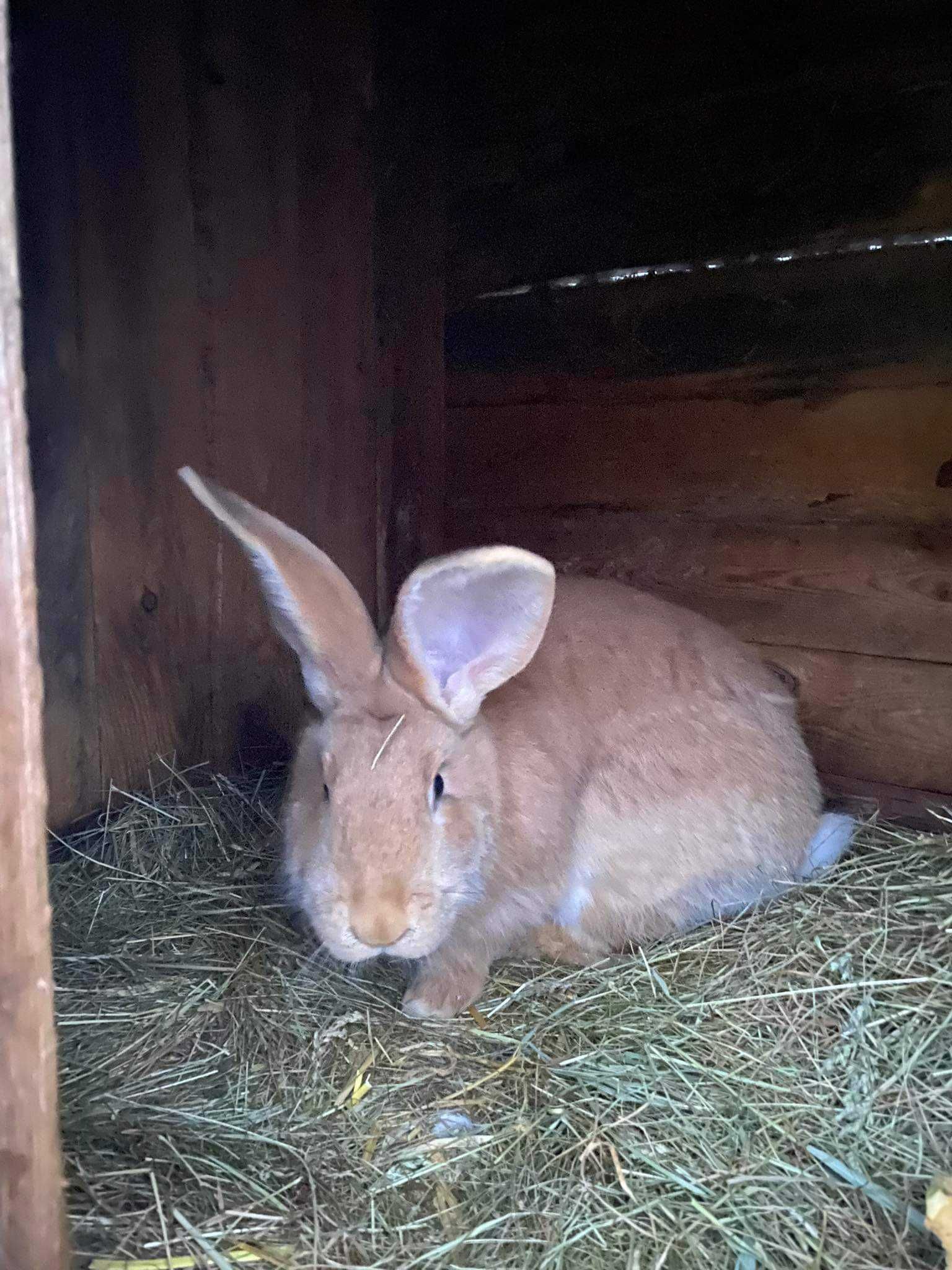 króliki  mieszane duże 7 kg.