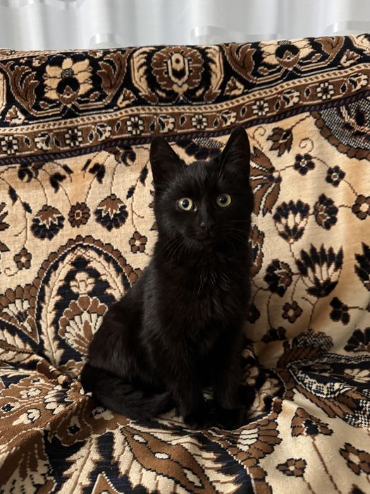 Віддамо кошенята в добрі руки