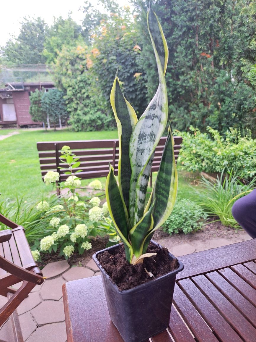 Sansewieria dwukolorowa