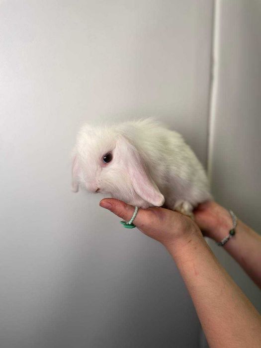 породистые кролики домашние микро и мини вислоушки