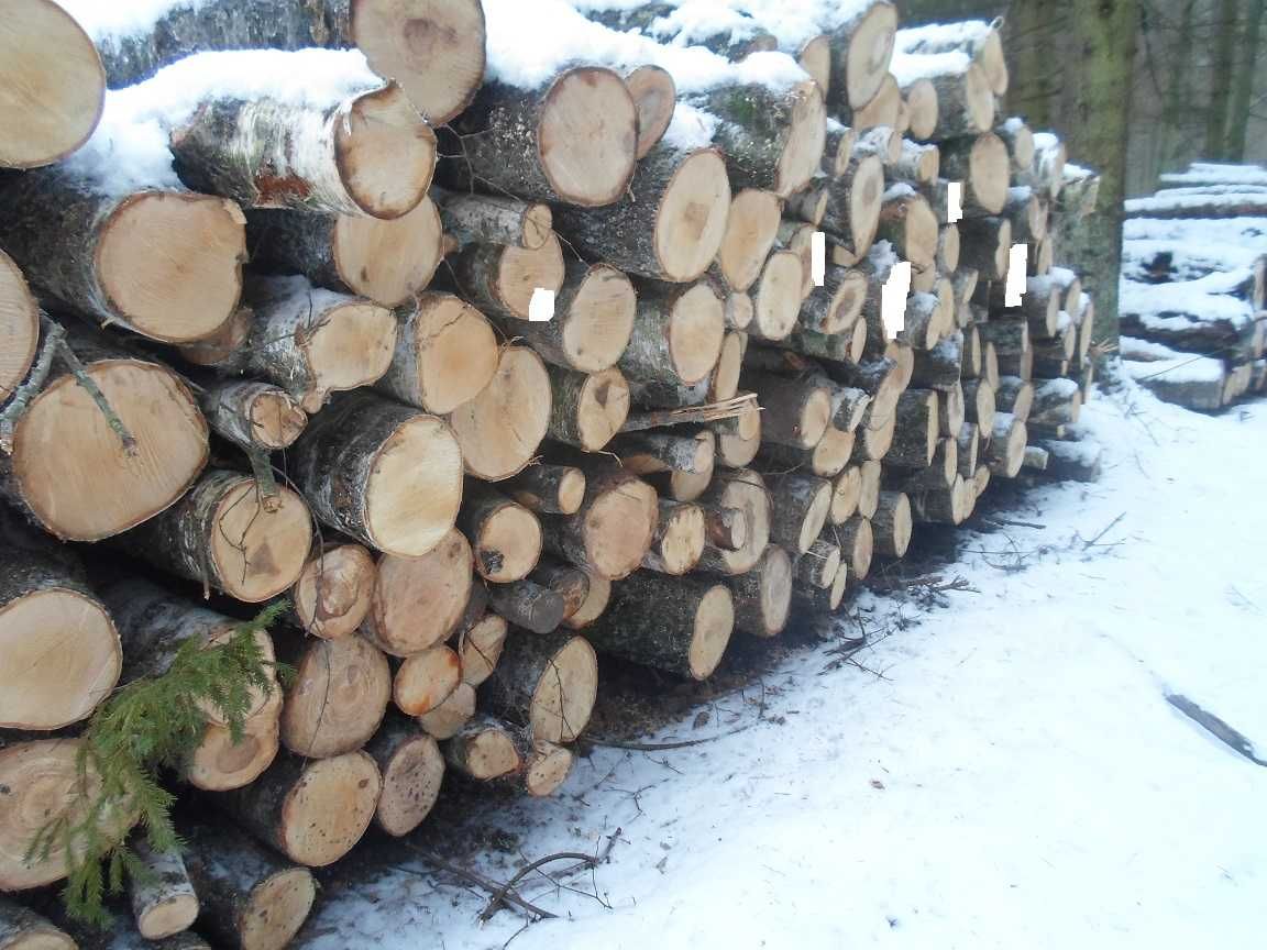 Sosna olcha jesion wiąz olszyna dąb drewno opał drzewo transport kłoda