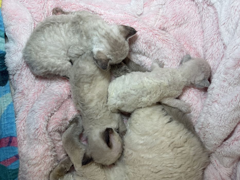 Красивые котята в самую лучшую семью