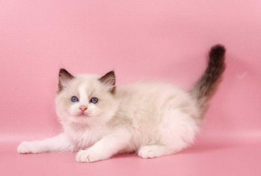 Голубоглазый малыш красавчик, регдолл