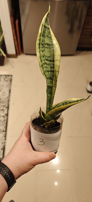 Sanseveria w dobrym stanie