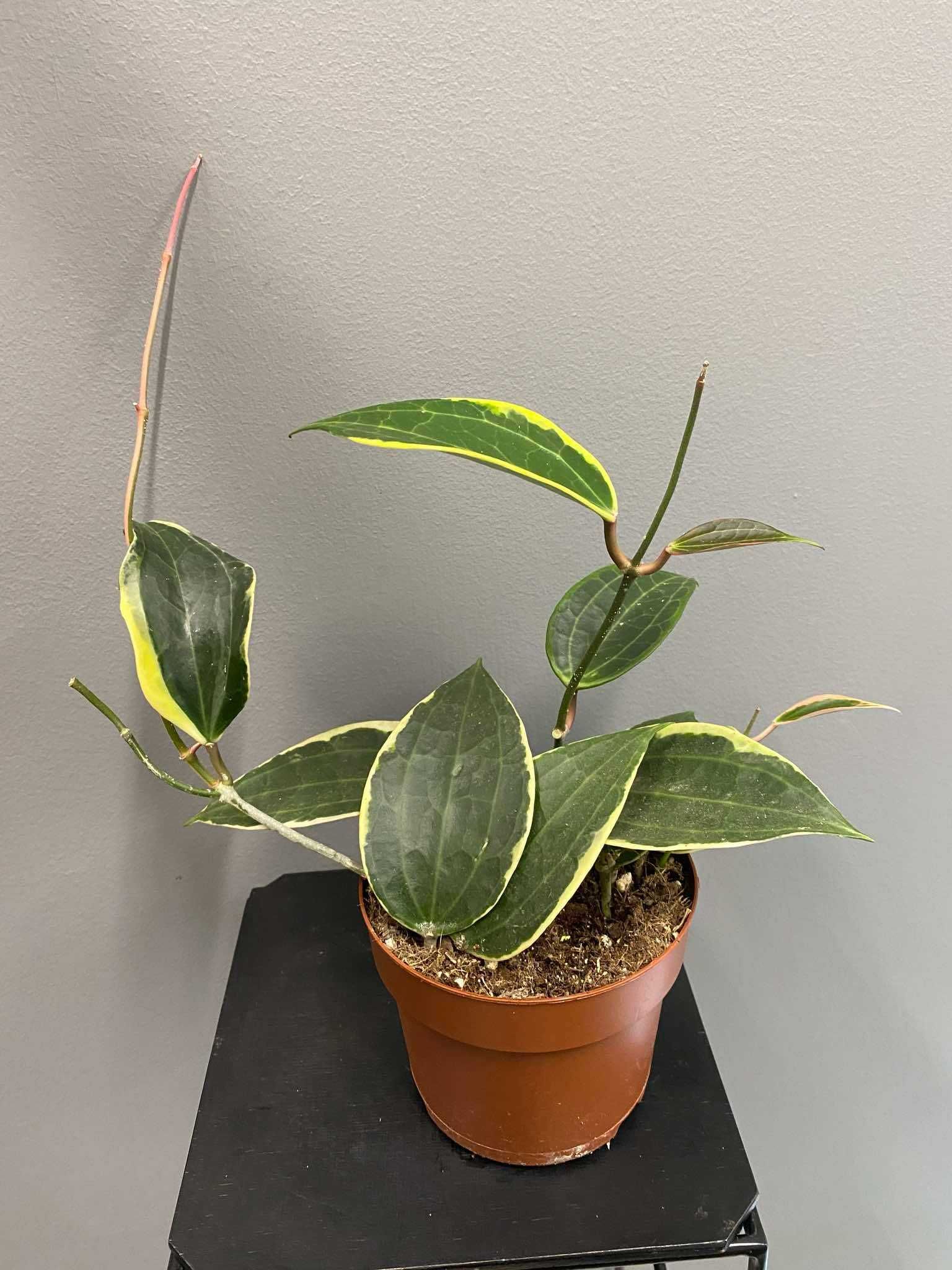 Hoja Macrophylla albomarginata Hoya