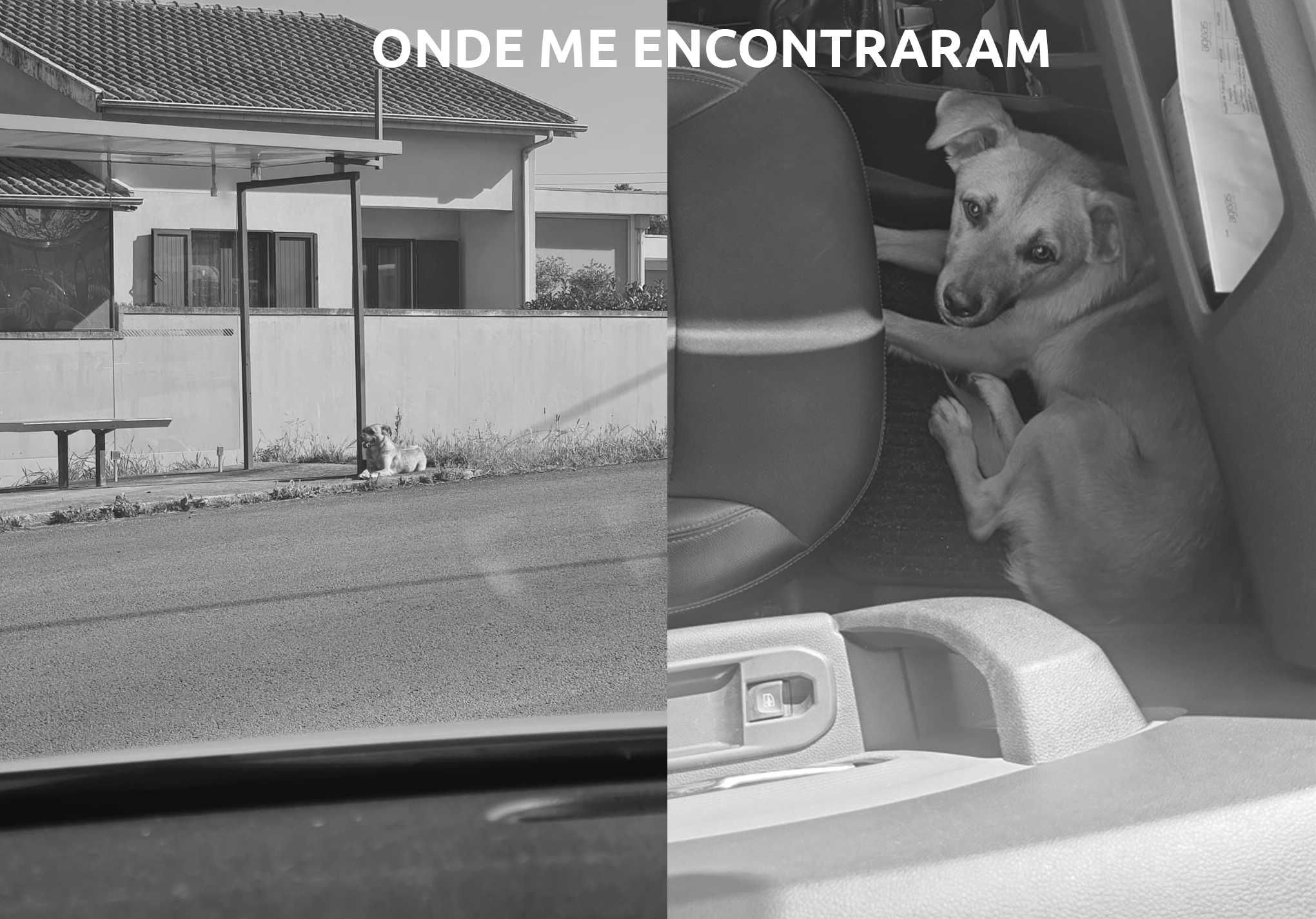 Caramelo, para adoção! Se não tiver casa, vou para o canil