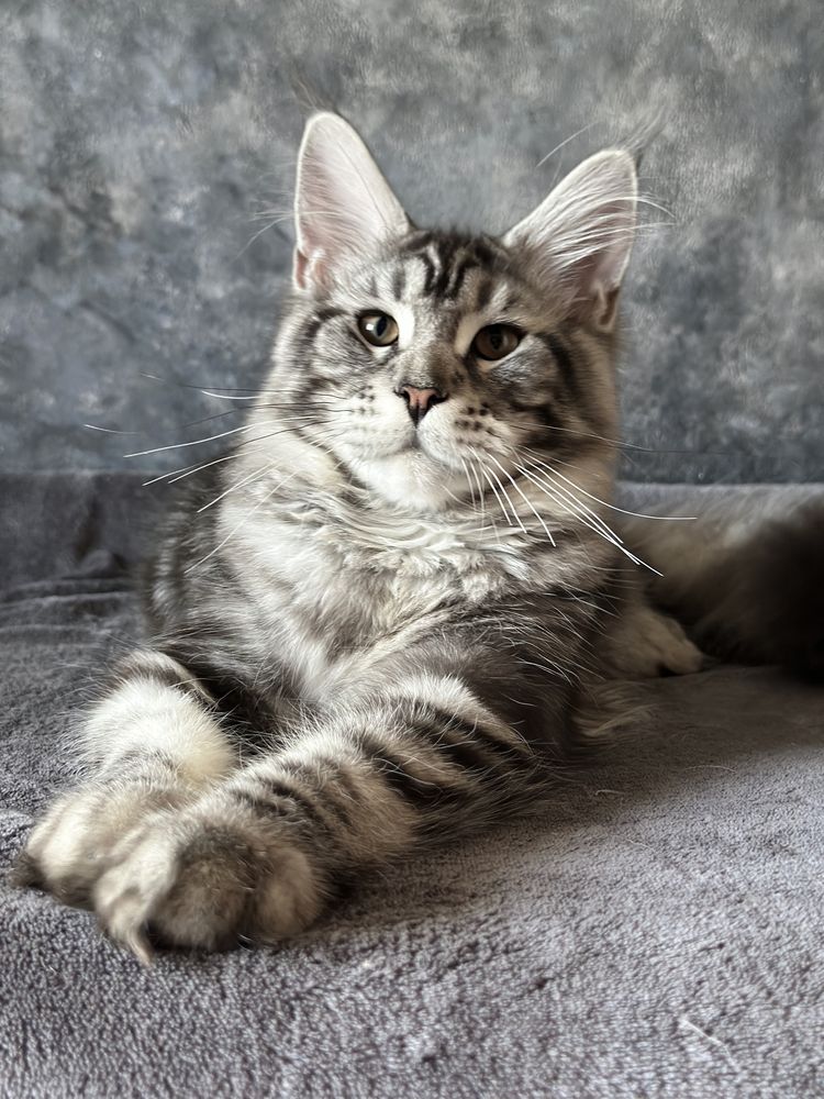 Catinho Maine Coon com pedigree