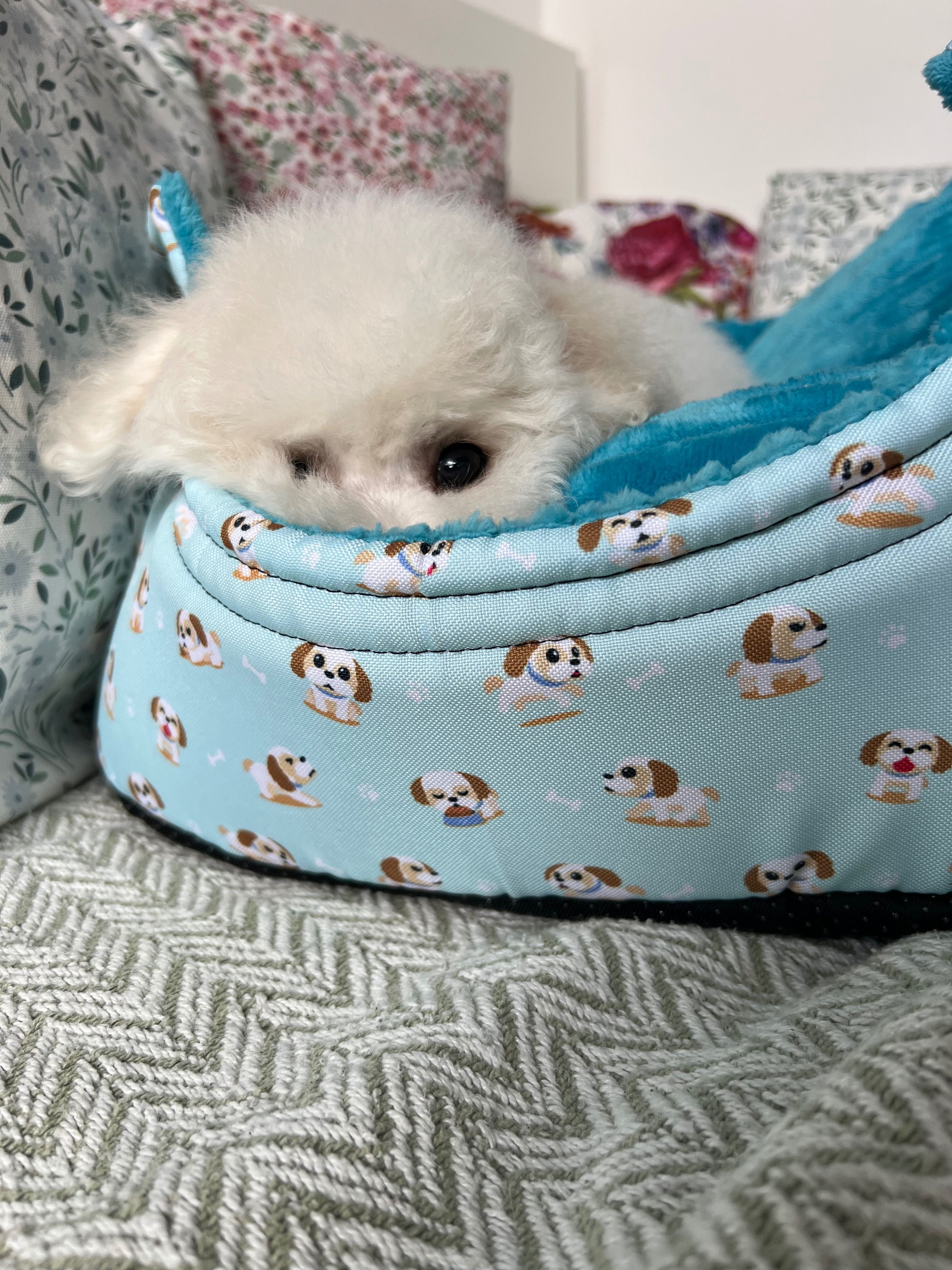 Szczeniak bichon zkwp badania