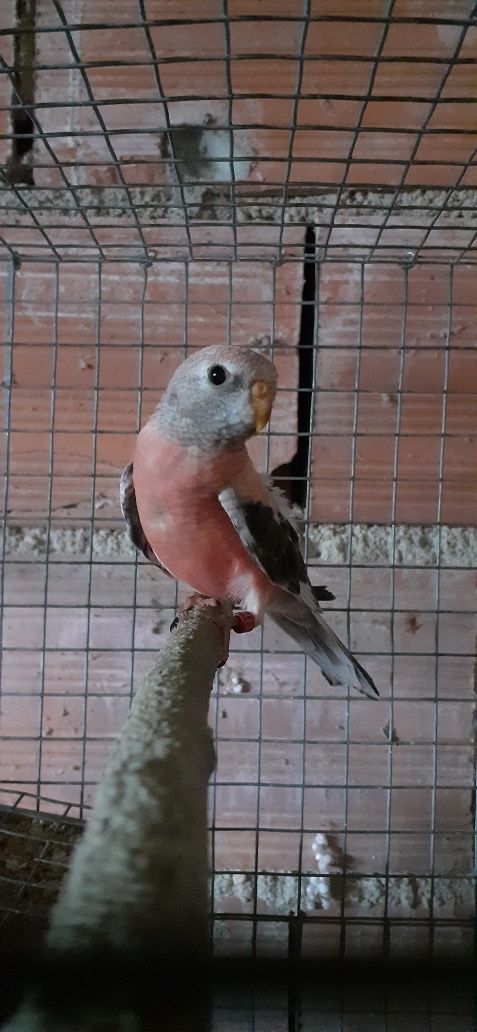 Vendo Varias aves