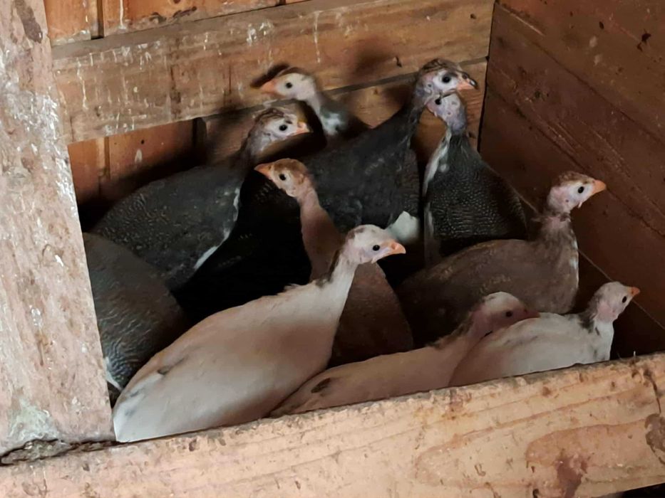 sprzedam młode perliczki z 2025