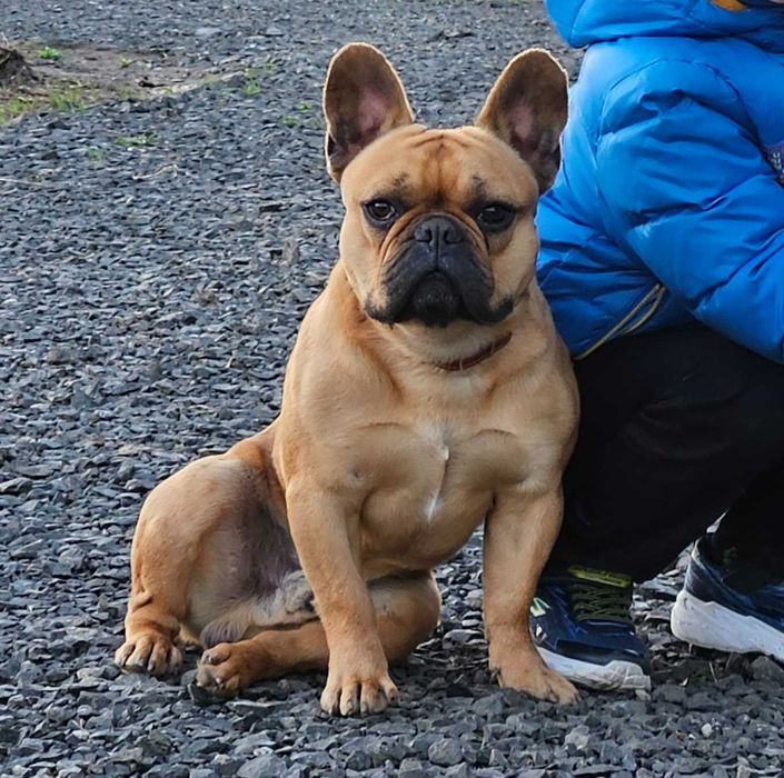 В'язка французский бульдог