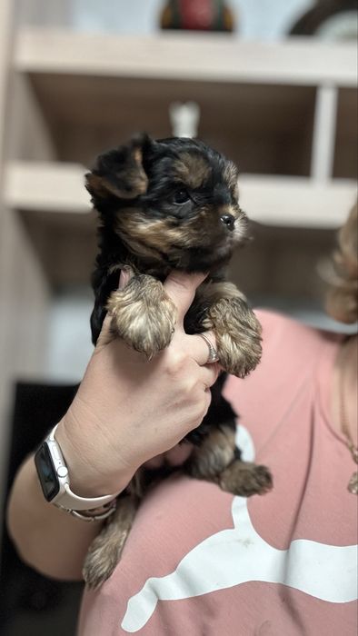 Неймовірний хлопчик йоркширського терьера