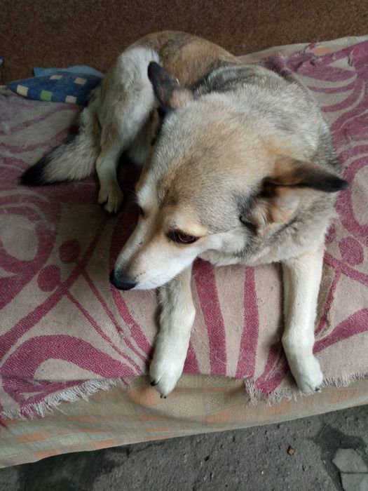 Собачка собака стерилізована шукає господаря Допомога на харчування!