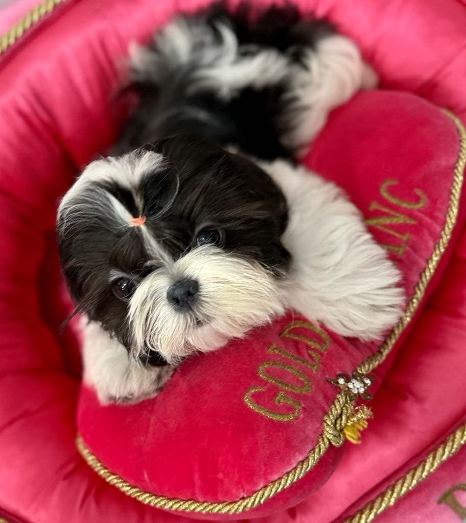 Shih Tzu ZKwP FCI z kompletem badań dodatkowych! Suczka