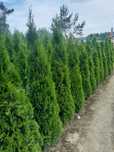 Tuja (thuja) Szmaragd WYPRZEDAŻ