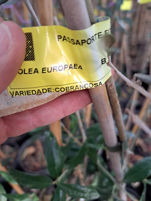 Oliveiras Maçanilha e Cobrançosa  com 1,5m