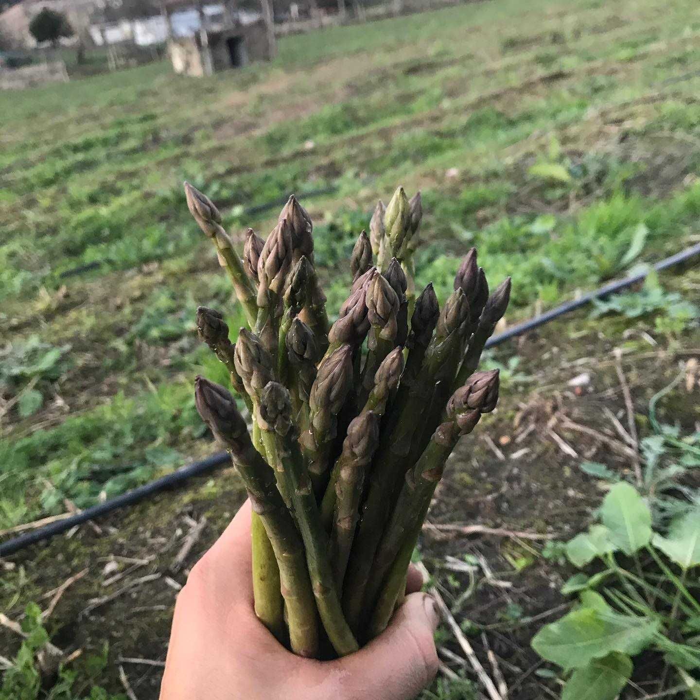 Espargos Verdes - Agricultura sustentável