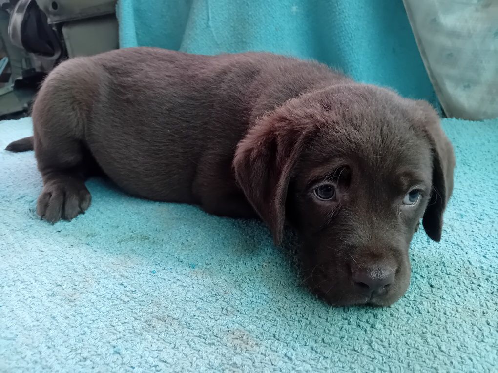 Labrador retriever femea
