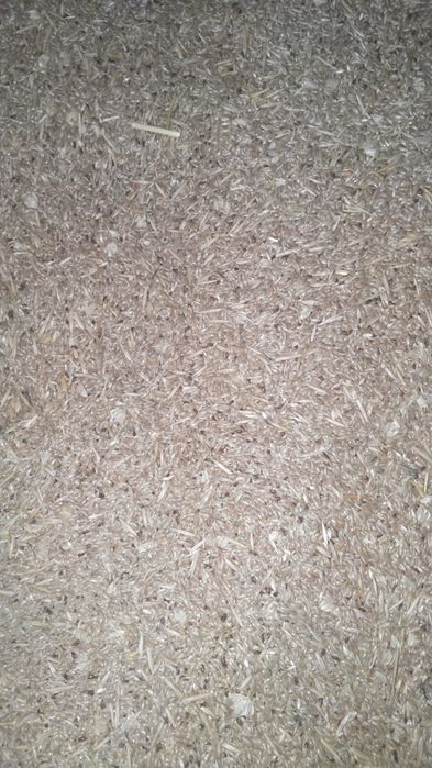 Канареечник просо