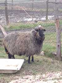 Owca  2,5lat 80kg