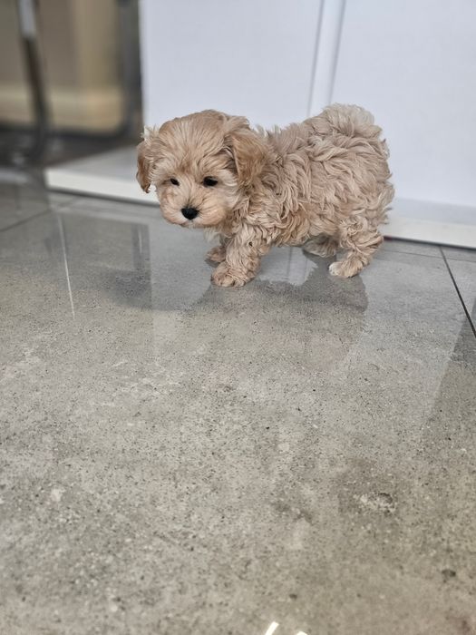 Obejrzyj Filmik Cudny Chłopczyk Maltipoo