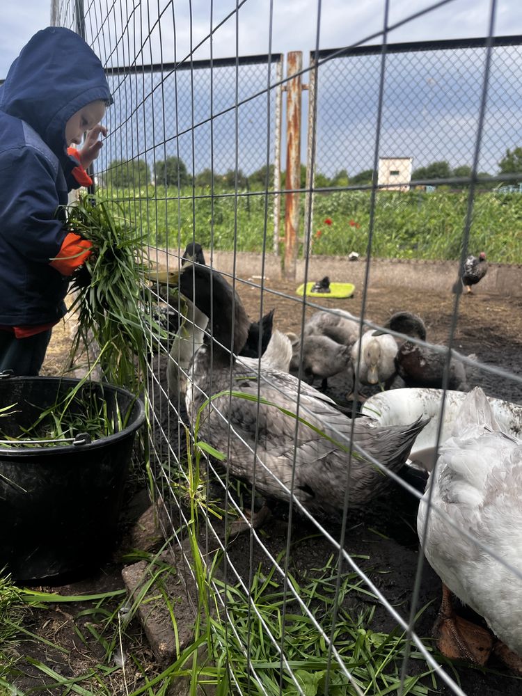 Продам 2-ох місячних качок