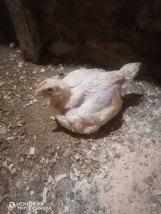 Курчата  950-1050 грам на відрощення.