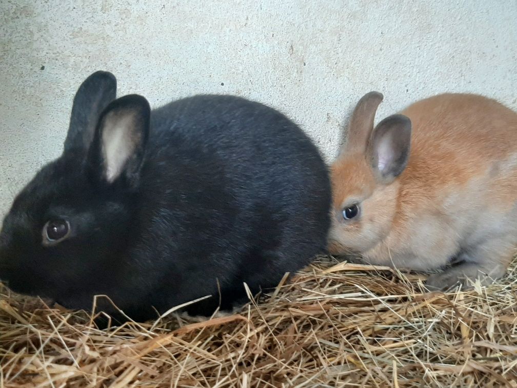 Casal Coelhos Anao Mini toy holandes/netherland dwarf