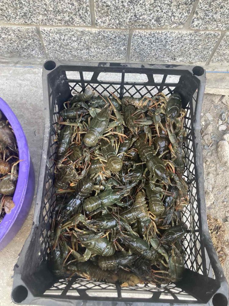 Продам живих раків