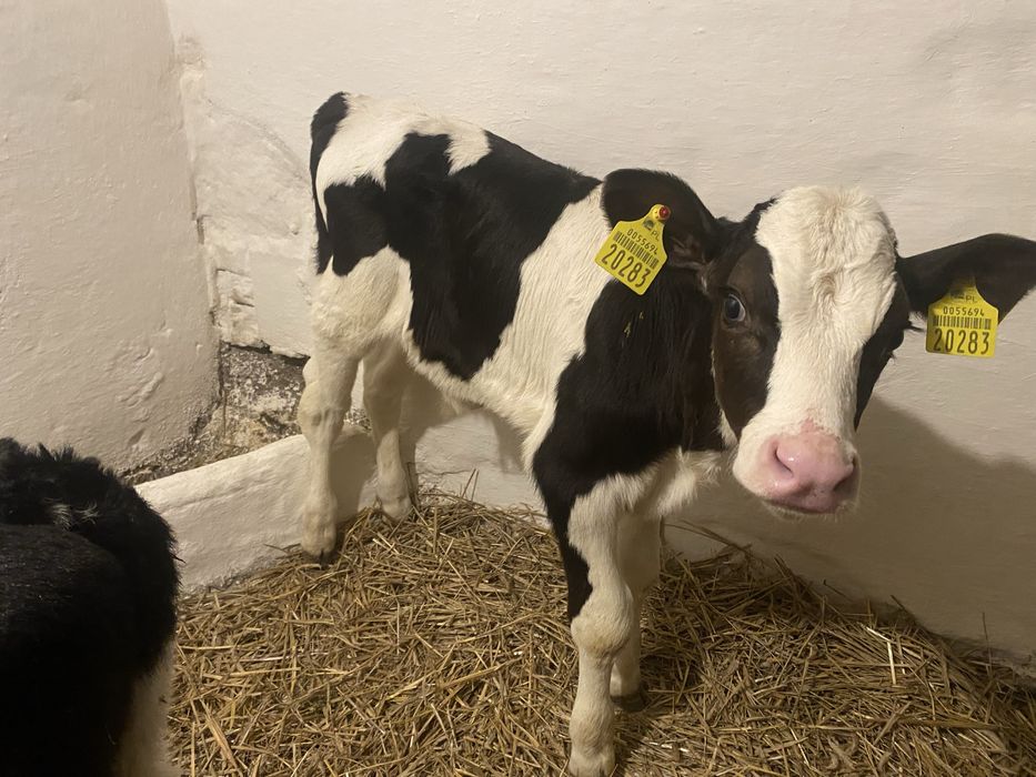 Sprzedam cielaka byczka